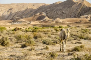 Israel National Trail